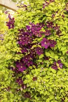 Clematis viticella (Italiaanse bosrank) klimplant - afbeelding 13