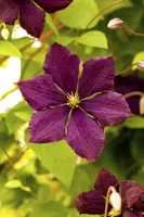 Clematis viticella (Italiaanse bosrank) klimplant - afbeelding 14