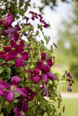 Clematis viticella (Italiaanse bosrank) klimplant - afbeelding 15