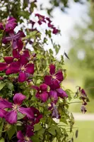 Clematis viticella (Italiaanse bosrank) klimplant - afbeelding 15