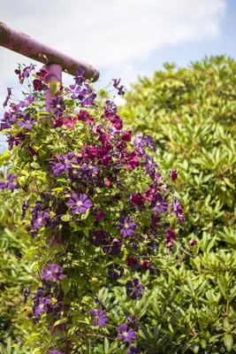 Clematis viticella (Italiaanse bosrank) klimplant - afbeelding 18