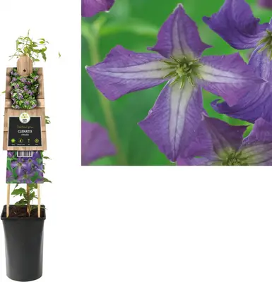 Clematis viticella (Italiaanse bosrank) klimplant - afbeelding 1
