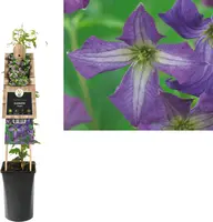 Clematis viticella (Italiaanse bosrank) klimplant - afbeelding 1