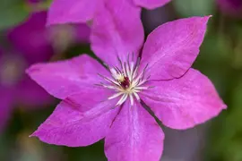 Clematis viticella (Italiaanse bosrank) klimplant - afbeelding 4