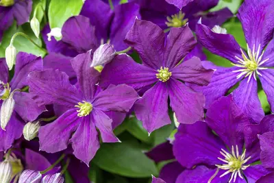Clematis viticella (Italiaanse bosrank) klimplant - afbeelding 9
