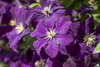 Clematis viticella (Italiaanse bosrank) klimplant - afbeelding 11
