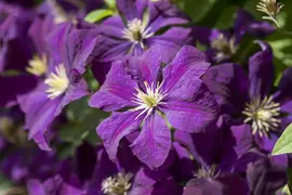 Clematis viticella (Italiaanse bosrank) klimplant - afbeelding 11