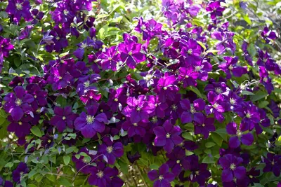 Clematis viticella (Italiaanse bosrank) klimplant - afbeelding 12