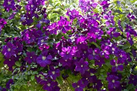 Clematis viticella (Italiaanse bosrank) klimplant - afbeelding 12