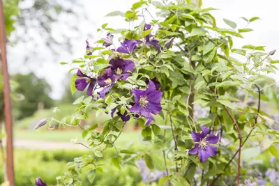 Clematis viticella (Italiaanse bosrank) klimplant - afbeelding 16
