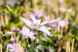 Clematis viticella (Italiaanse bosrank) klimplant - afbeelding 19