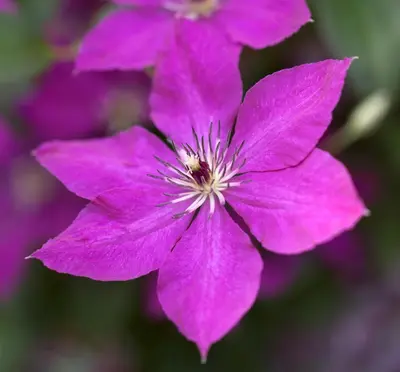 Clematis viticella (Italiaanse bosrank) klimplant - afbeelding 5