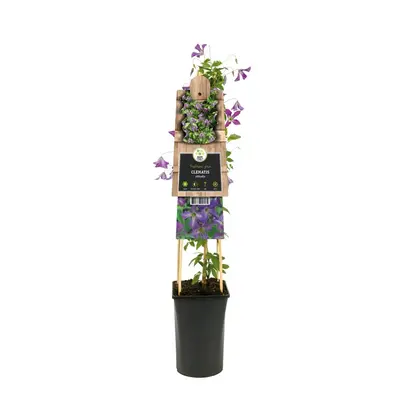 Clematis viticella (Italiaanse bosrank) klimplant - afbeelding 2