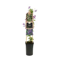 Clematis viticella (Italiaanse bosrank) klimplant - afbeelding 2