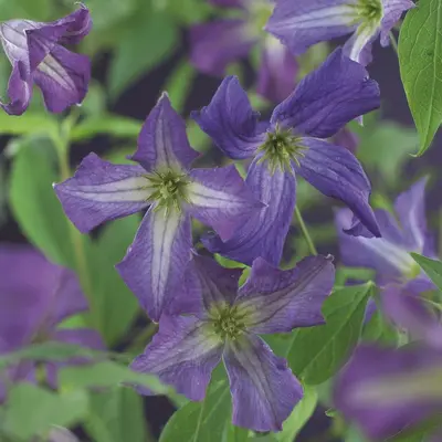 Clematis viticella (Italiaanse bosrank) klimplant - afbeelding 3