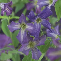 Clematis viticella (Italiaanse bosrank) klimplant - afbeelding 3