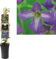 Clematis viticella  (Italiaanse bosrank) klimplant 75cm - afbeelding 1