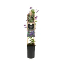 Clematis viticella  (Italiaanse bosrank) klimplant 75cm - afbeelding 2