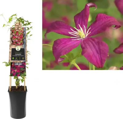 Clematis viticella Madame Julia Correvon' (Italiaanse bosrank) klimplant 75cm - afbeelding 1