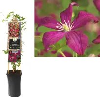 Clematis viticella Madame Julia Correvon' (Italiaanse bosrank) klimplant 75cm kopen?