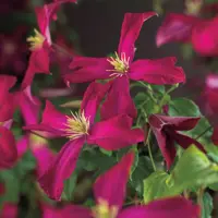 Clematis viticella Madame Julia Correvon' (Italiaanse bosrank) klimplant 75cm - afbeelding 3