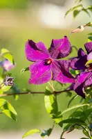 Clematis viticella Polish Spirit' (Italiaanse bosrank) klimplant - afbeelding 5