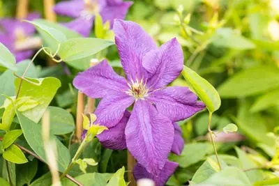 Clematis viticella Polish Spirit' (Italiaanse bosrank) klimplant - afbeelding 4