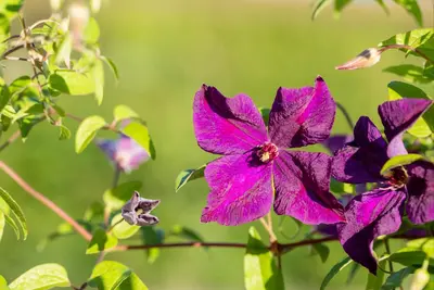 Clematis viticella Polish Spirit' (Italiaanse bosrank) klimplant - afbeelding 6
