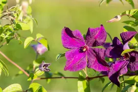 Clematis viticella Polish Spirit' (Italiaanse bosrank) klimplant - afbeelding 6