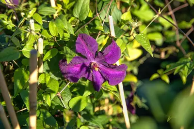 Clematis viticella Polish Spirit' (Italiaanse bosrank) klimplant - afbeelding 7