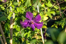 Clematis viticella Polish Spirit' (Italiaanse bosrank) klimplant - afbeelding 7