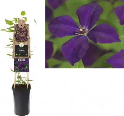 Clematis viticella Polish Spirit' (Italiaanse bosrank) klimplant 75cm - afbeelding 1