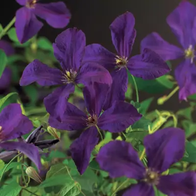 Clematis viticella Polish Spirit' (Italiaanse bosrank) klimplant 75cm - afbeelding 2