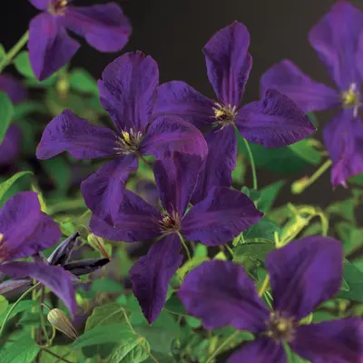 Clematis viticella Polish Spirit' (Italiaanse bosrank) klimplant - afbeelding 2