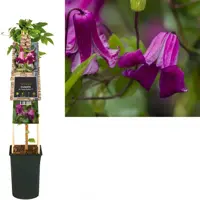 Clematis viticella Queen Mother' PBR (Italiaanse bosrank) klimplant 75cm - afbeelding 2