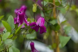 Clematis viticella Queen Mother' PBR (Italiaanse bosrank) klimplant 75cm - afbeelding 3