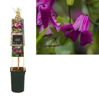 Clematis viticella Queen Mother' PBR (Italiaanse bosrank) klimplant 75cm - afbeelding 1