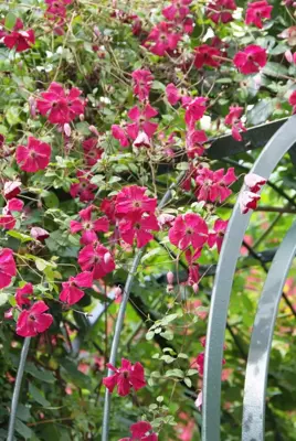 Clematis viticella Rubra' (Italiaanse bosrank) klimplant 75cm - afbeelding 4