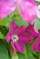 Clematis viticella Rubra' (Italiaanse bosrank) klimplant 75cm - afbeelding 5