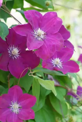 Clematis viticella Rubra' (Italiaanse bosrank) klimplant 75cm - afbeelding 6