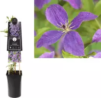 Clematis viticella So Many® Lavender Flowers PBR (Bosrank) klimplant 75cm - afbeelding 1
