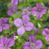 Clematis viticella So Many® Lavender Flowers PBR (Bosrank) klimplant 75cm - afbeelding 2