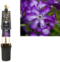 Clematis viticella Super Nova PBR (Bosrank) klimplant - afbeelding 1