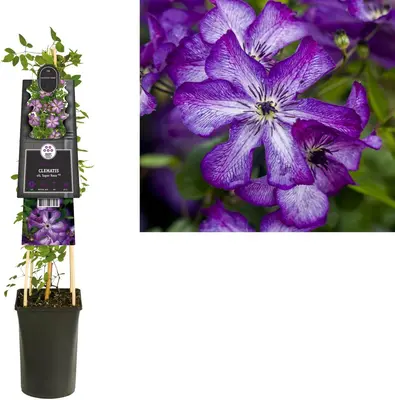 Clematis viticella Super Nova PBR (Bosrank) klimplant - afbeelding 3