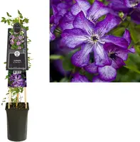 Clematis viticella Super Nova PBR (Bosrank) klimplant - afbeelding 3