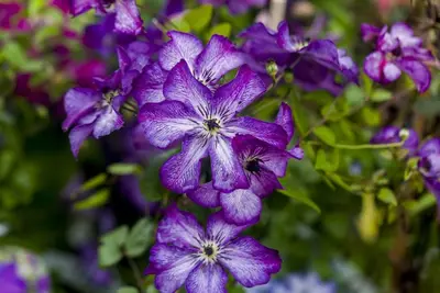 Clematis viticella Super Nova PBR (Bosrank) klimplant - afbeelding 2