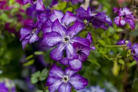 Clematis viticella Super Nova PBR (Bosrank) klimplant - afbeelding 2