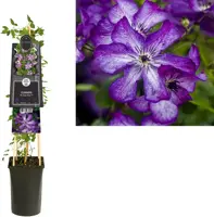 Clematis viticella Super Nova PBR (Bosrank) klimplant 75cm - afbeelding 3