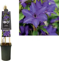 Clematis 'Viva La Vida' (Bosrank) klimplant - afbeelding 3