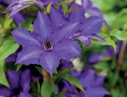 Clematis 'Viva La Vida' (Bosrank) klimplant - afbeelding 2